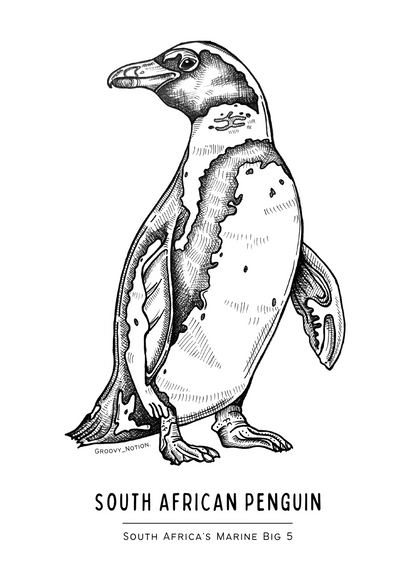 SA's Marine Big 5 Art Print: SA Penguin